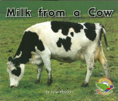 Milk from a Cow